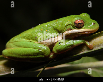 Rainette verte (Hyla cinerea) Banque D'Images