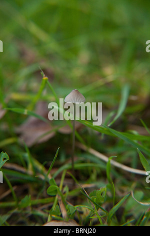 Psilocybe semilanceata (champignons magiques) également connu sous le nom de 'Liberty Cap' champignons, Hampshire, Angleterre. Banque D'Images