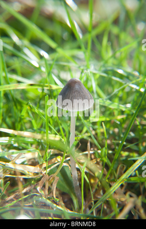 Les Champignons Magiques Psilocybe Semilanceata) (ou 'Liberty Cap ...