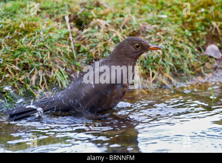 ( Blackbird Turdus merula ) echelle femelle Banque D'Images