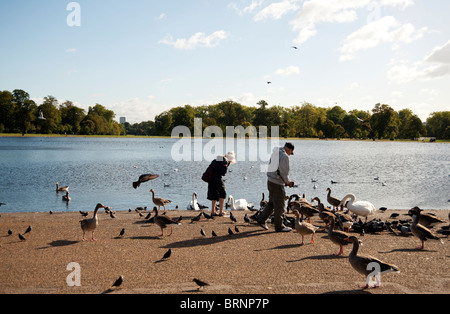 Un homme et une femme nourrir les cygnes et les pigeons au bord du lac dans les jardins de Kensington, Londres Banque D'Images