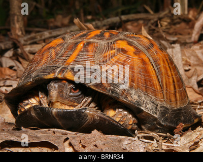 Tortue tabatière Terrapene carolina (c.) qui sort de sa coquille en Illinois Banque D'Images