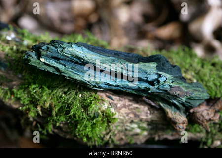 L'Elfcup Champignon vert Chlorociboria aeruginascens, amphibien,. Banque D'Images