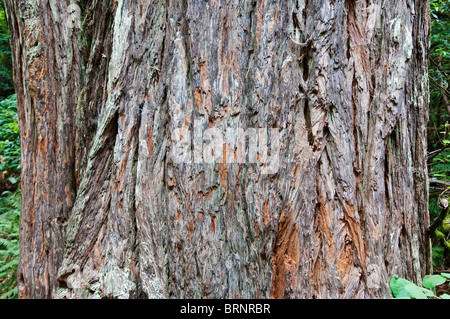 Côte d'écorce d'un bois rouge, Sequoia sempervirens, Muir Woods National Park, California, USA Banque D'Images