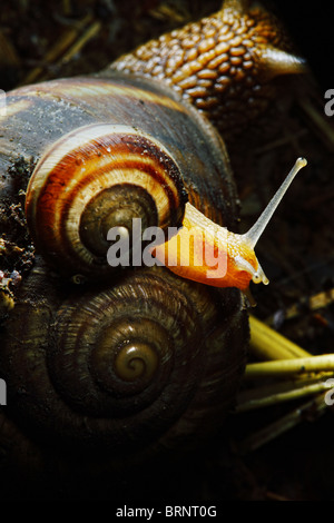 Magnifiquement illuminés snail kid assis sur sa mère Banque D'Images