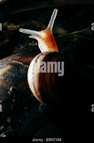 Magnifiquement illuminés snail kid assis sur sa mère Banque D'Images