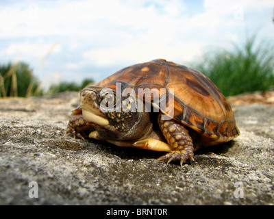 Tortue tabatière (Terrapene carolina carolina) Banque D'Images