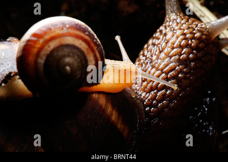 Magnifiquement illuminés snail kid assis sur sa mère Banque D'Images