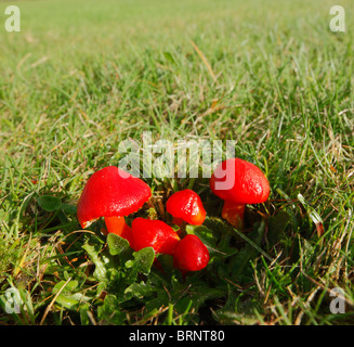 Scarlet Hood Champignons, Hygrocybe coccinea Banque D'Images