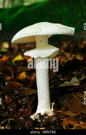 La mort de faux plafond, Amanita citrina champignon. Banque D'Images