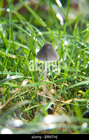 Psilocybe semilanceata (champignons magiques) également connu sous le nom de 'Liberty Cap' champignons, Hampshire, Angleterre. Banque D'Images