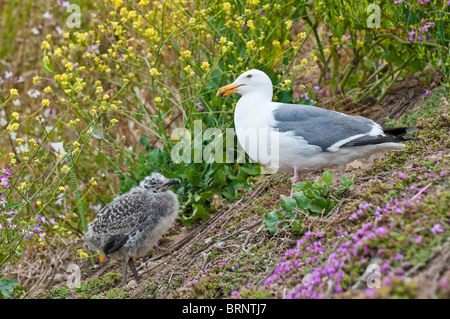 Western, Larus occidentalis, jeunes et adultes, San Francisco, California, USA Banque D'Images