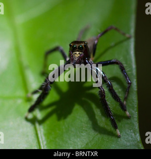 Araignée sauteuse (famille des Salticidae) Parc national de Khao Sok, Thaïlande du sud. Banque D'Images