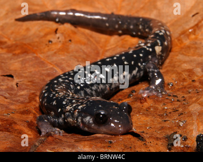 Salamandre visqueuse du nord (Plethodon glutinosus) isolé sur une feuille en Illinois Banque D'Images