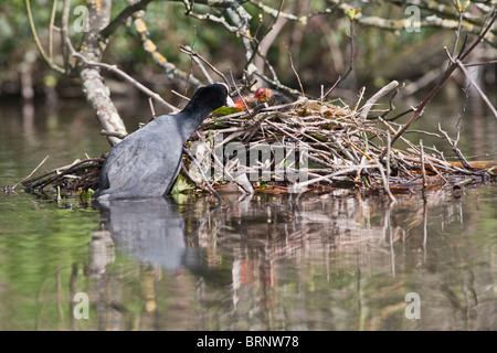 Foulque (fulica atra ) alimentation des jeunes sur son nid Banque D'Images