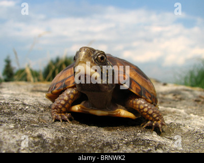 Tortue tabatière (Terrapene carolina carolina) Banque D'Images