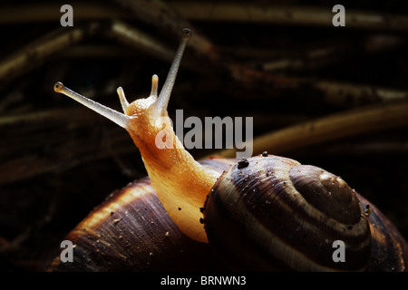 Magnifiquement illuminés snail kid assis sur sa mère Banque D'Images