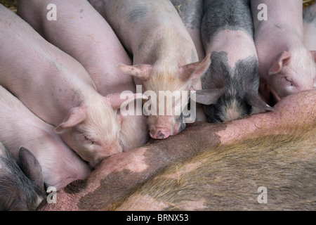 Les porcs porcelets rose cochon de lait Tétines alimentation truie Banque D'Images