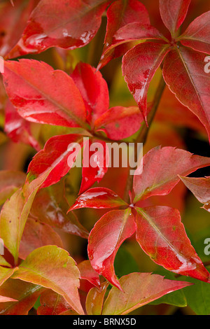 Close up of Virginia creeper feuillage en saison d'automne en UK Banque D'Images