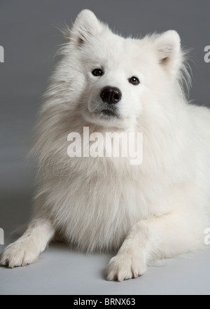 Portrait d'un un mignon chien samoyède Banque D'Images