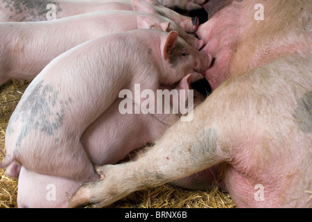 Les porcs porcelets rose cochon de lait Tétines alimentation truie Banque D'Images