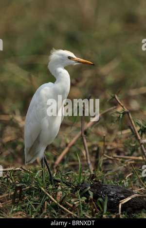 À bec jaune (Aigrette Ardea intermedia), également connu comme l'Aigrette intermédiaire, sur la rive du fleuve de l'Okavango au Botswana. Banque D'Images