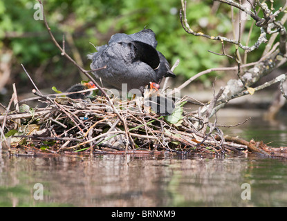 ( Coot Fulica atra ) avec les jeunes sur son nid Banque D'Images