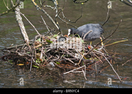 Foulque (fulica atra ) alimentation des jeunes sur son nid Banque D'Images