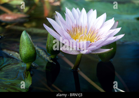 Fleur de nénuphar et bud, Liliaceae, grandissant dans la piscine du jardin close up Banque D'Images