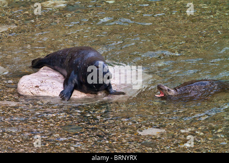 Le phoque gris ( Halichoerus grypus ) jouant dans l'eau Banque D'Images