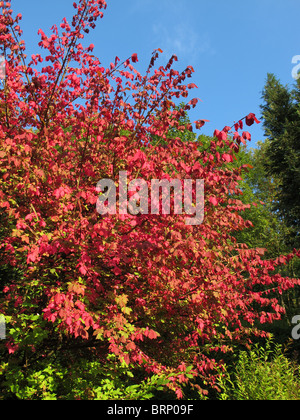 Burning Bush ailé Euonymus alatus (en automne) Banque D'Images