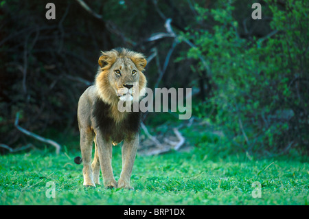 À crinière noire adultes homme lion debout Banque D'Images