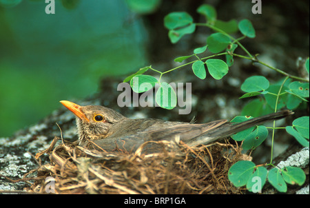 Kurrichane Thrush sur son nid Banque D'Images