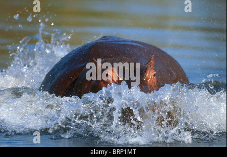 À partir de la charge d'hippopotames dans l'eau Banque D'Images