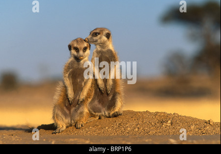 Meerkat suricate (paire) montrant une interaction étroite Banque D'Images