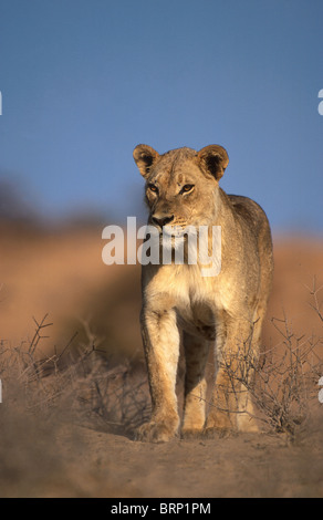 Une lionne solitaire debout de face dans le veld Banque D'Images