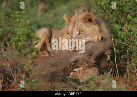 Lion avec une limitation de phacochère Banque D'Images