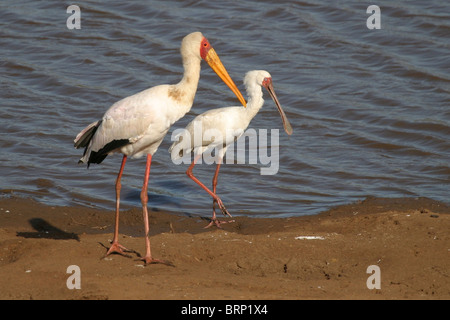 Bec jaune cigogne et African Spoonbill balade au bord de l'eau Banque D'Images