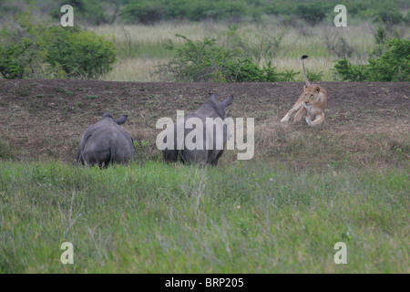 Lionne et deux rhinocéros blanc en face de l'autre dans le bushveld Banque D'Images