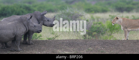 Lionne et rhinocéros blanc face à l'un contre l'autre Banque D'Images