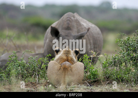 Vue arrière d'un lion accroupi face à un rhinocéros blanc Banque D'Images