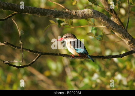 Brown hooded kingfisher perché sur une branche Banque D'Images