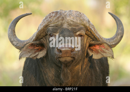 Portrait Buffalo mâle Banque D'Images