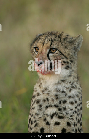 Portrait d'un guépard avec un museau sanglant les yeux dans la distance Banque D'Images