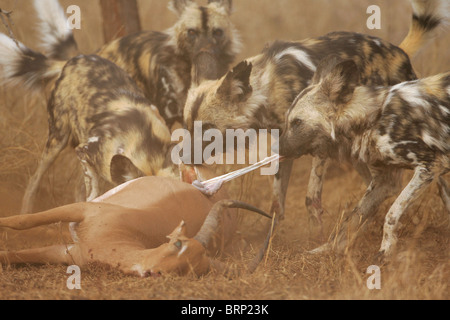 Chien sauvage d'Afrique pack se nourrissant d'Impala tuer Banque D'Images