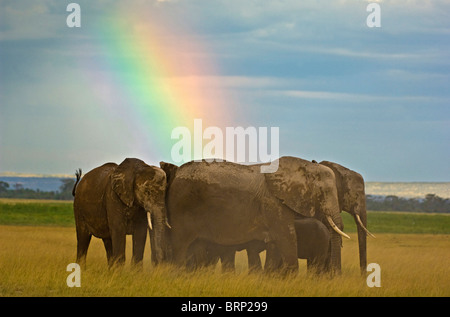 Les éléphants d'Afrique (Loxodonta africana) et rainbow Banque D'Images