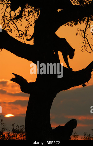 Sunset silhouette de femme leopard redescendez d'un arbre Marula Banque D'Images