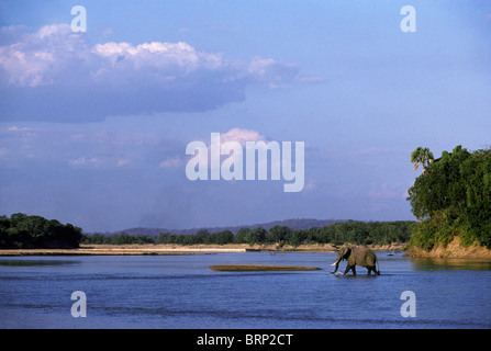 L'éléphant africain (Loxodonta africana) traversée de la Rivière Luangwa Banque D'Images
