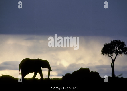L'éléphant d'Afrique qui se profile au crépuscule avec les nuages de tempête (Loxodonta africana) Banque D'Images