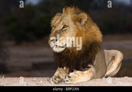 Weda de Lion reposant sur le sol au crépuscule Banque D'Images